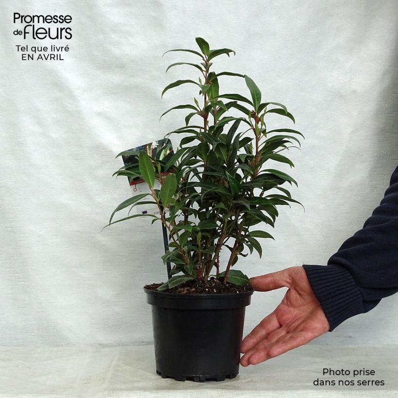 Sarcococca Winter Gem Maceta 2L/3L Ejemplar entregado en la primavera