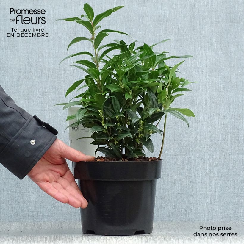 Sarcococca Winter Gem Maceta 2L/3L Ejemplar entregado en invierno