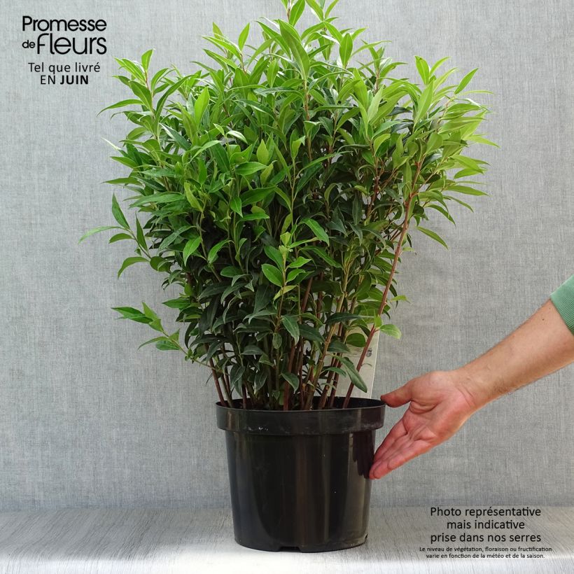 Ejemplar de Sarcococca Winter Gem Maceta 6L/7L entregado en verano