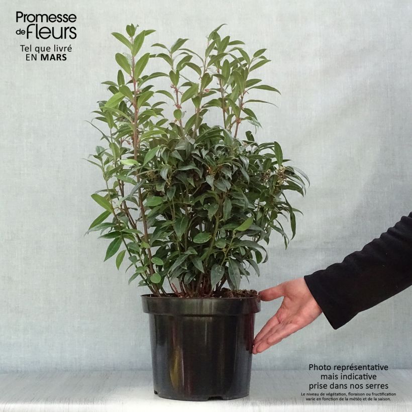 Sarcococca Winter Gem Maceta 7,5L/10L Ejemplar entregado en la primavera