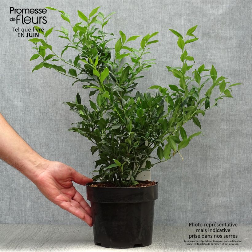 Ejemplar de Sarcococca confusa Maceta 2L/3L entregado en verano