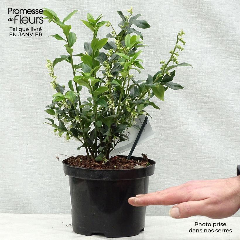 Sarcococca hookeriana - Sarcococa Maceta 2L/3L Ejemplar entregado en invierno