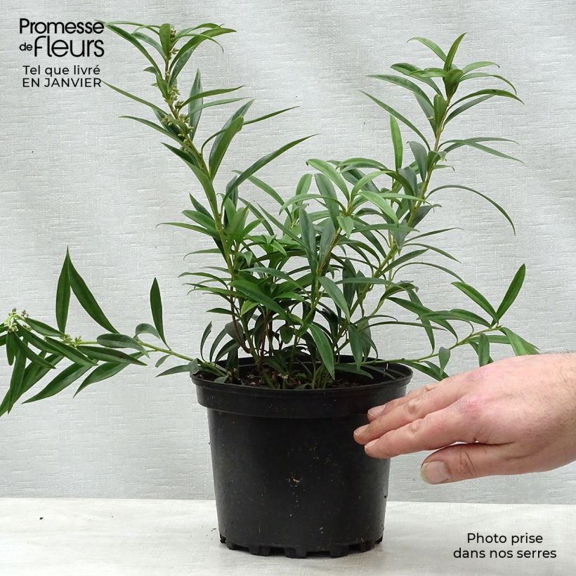 Sarcococca hookeriana var. digyna Maceta 2L/3L Ejemplar entregado en invierno