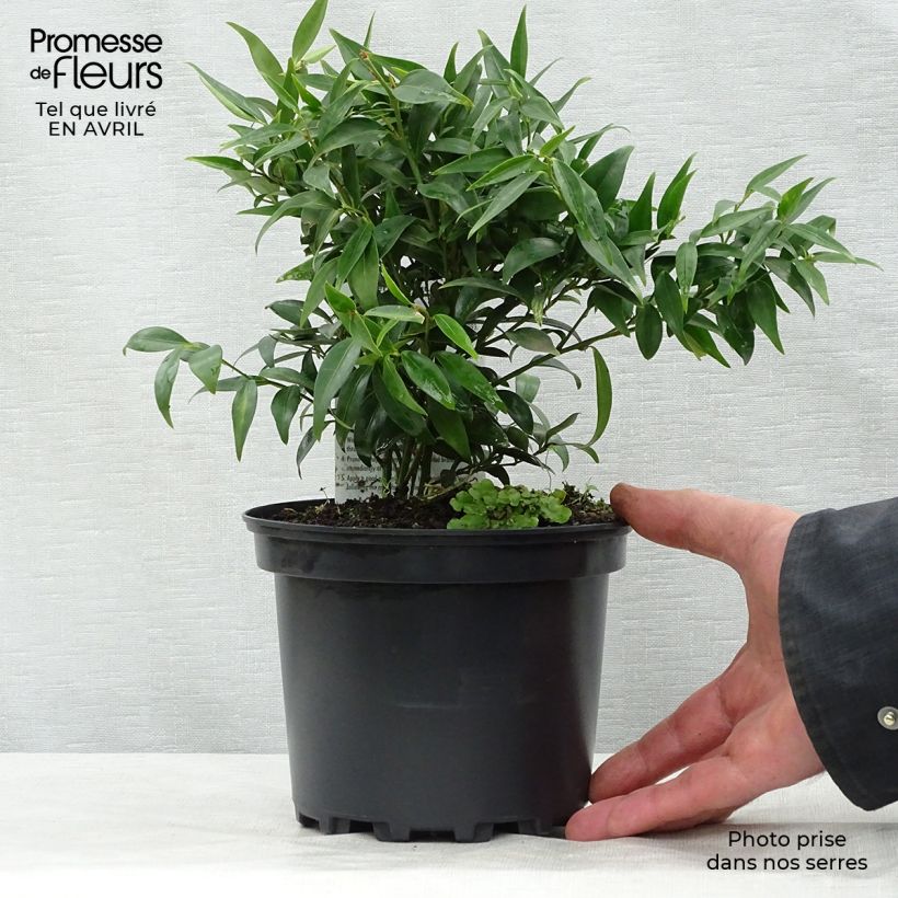 Sarcococca hookeriana var. digyna Maceta 2L/3L Ejemplar entregado en la primavera