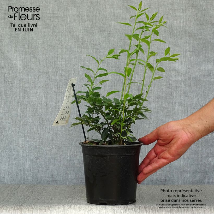 Ejemplar de Sarcococca hookeriana - Sarcococa Maceta 2L/3L entregado en verano