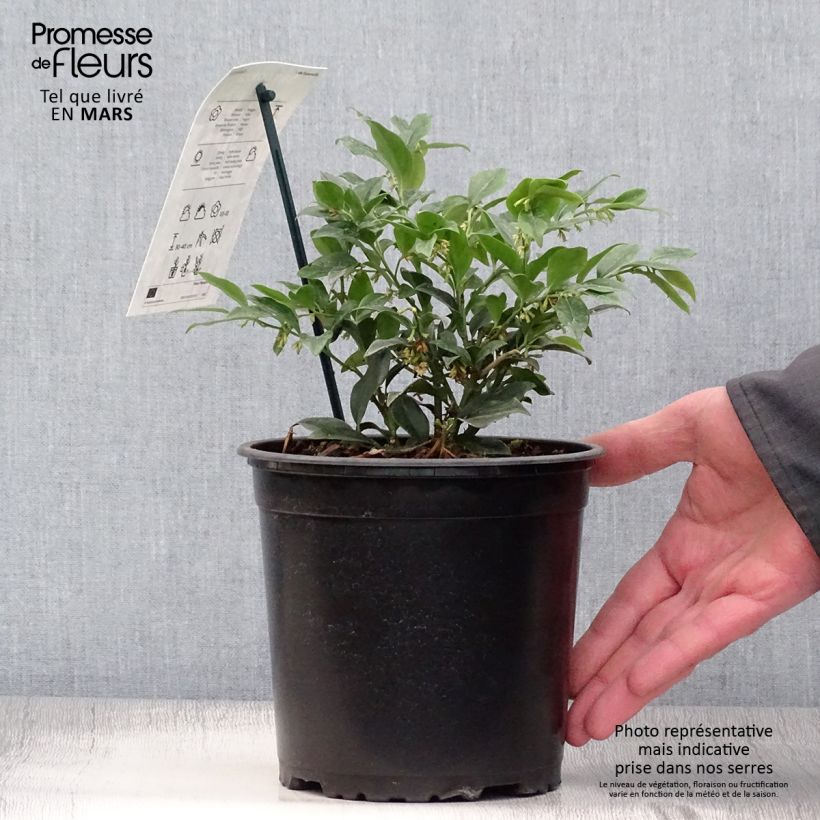 Sarcococca hookeriana - Sarcococa Maceta 2L/3L Ejemplar entregado en la primavera