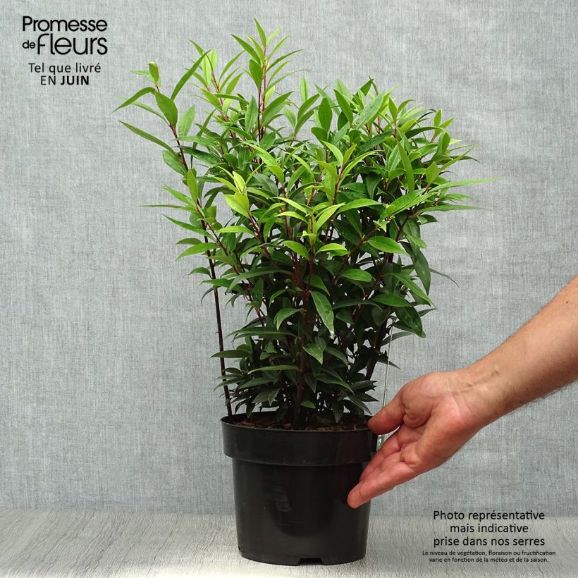 Ejemplar de Sarcococca hookeriana var. digyna Purple Gem Maceta 3L/4L entregado en verano