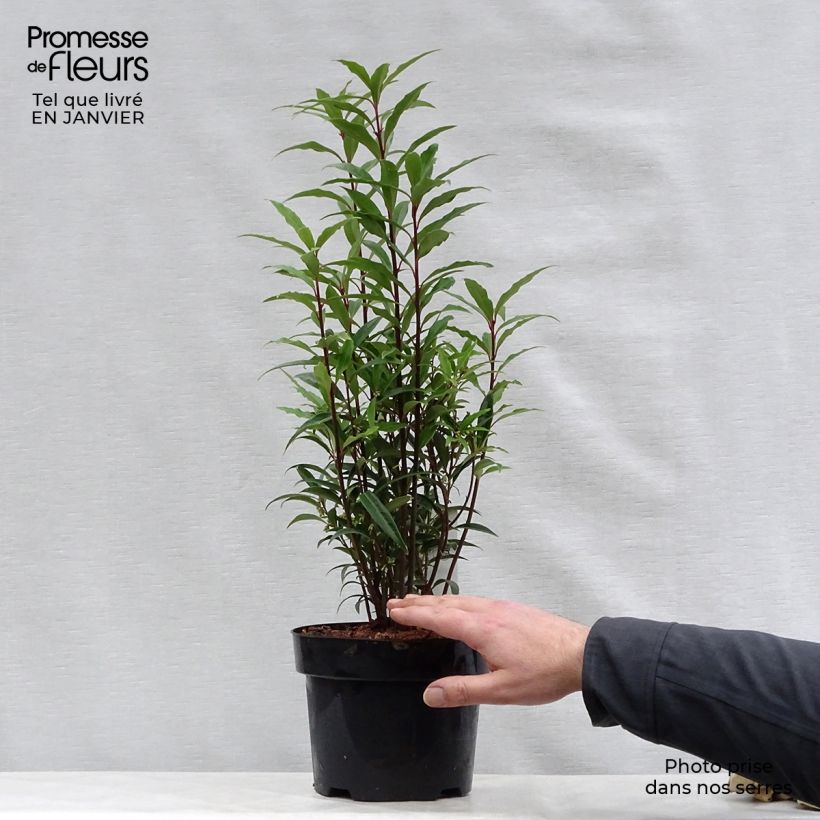 Sarcococca hookeriana var. digyna Purple Stem Maceta 2L/3L Ejemplar entregado en invierno