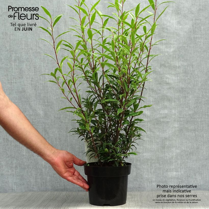 Ejemplar de Sarcococca hookeriana var. digyna Purple Stem Maceta 2L/3L entregado en verano