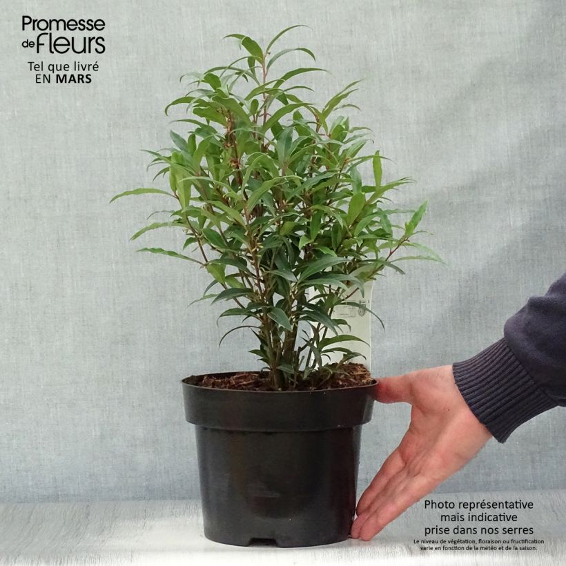 Sarcococca hookeriana var. digyna Purple Stem Maceta 2L/3L Ejemplar entregado en la primavera