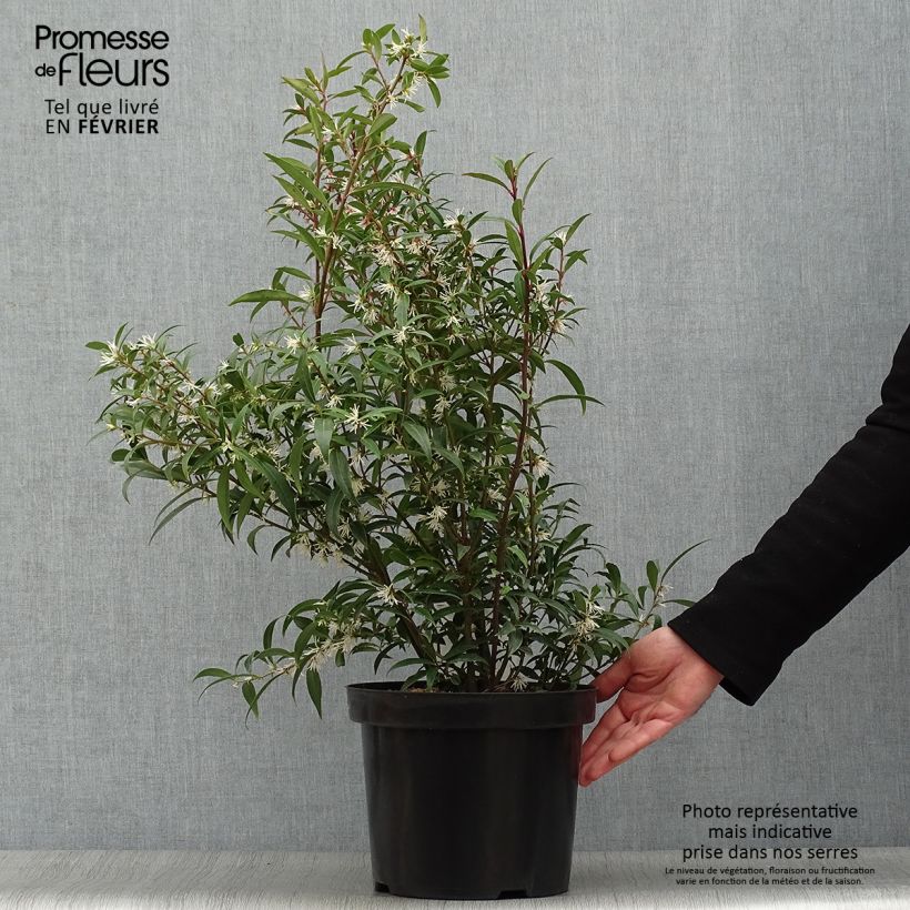 Sarcococca hookeriana var. digyna Purple Stem Maceta 7,5L/10L Ejemplar entregado en invierno