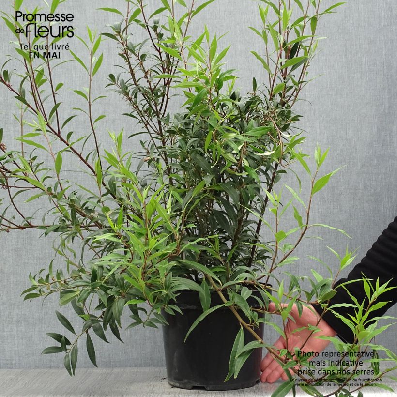 Sarcococca hookeriana var. digyna Purple Stem Maceta 7,5L/10L Ejemplar entregado en la primavera