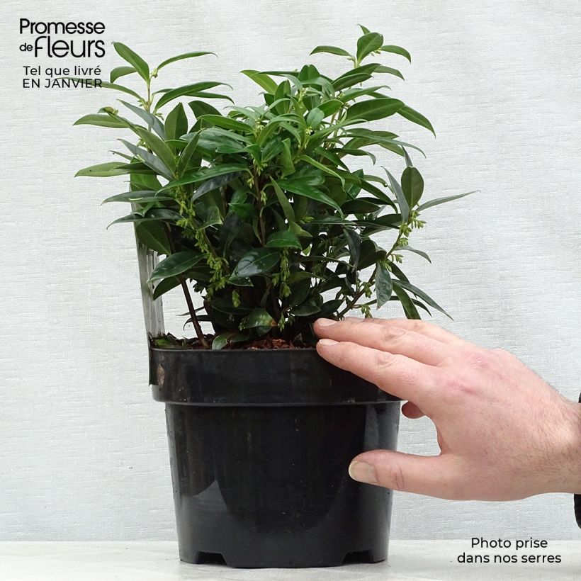 Sarcococca hookeriana var. humilis - Sarcococa Maceta 2L/3L Ejemplar entregado en invierno