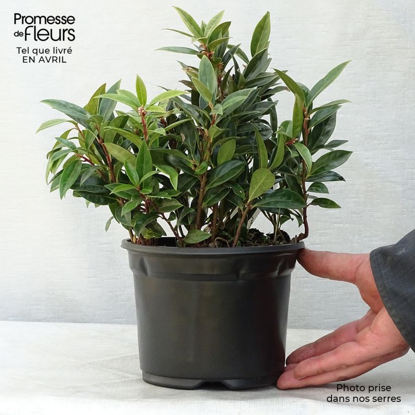 Sarcococca hookeriana var. humilis - Sarcococa Maceta 2L/3L Ejemplar entregado en la primavera