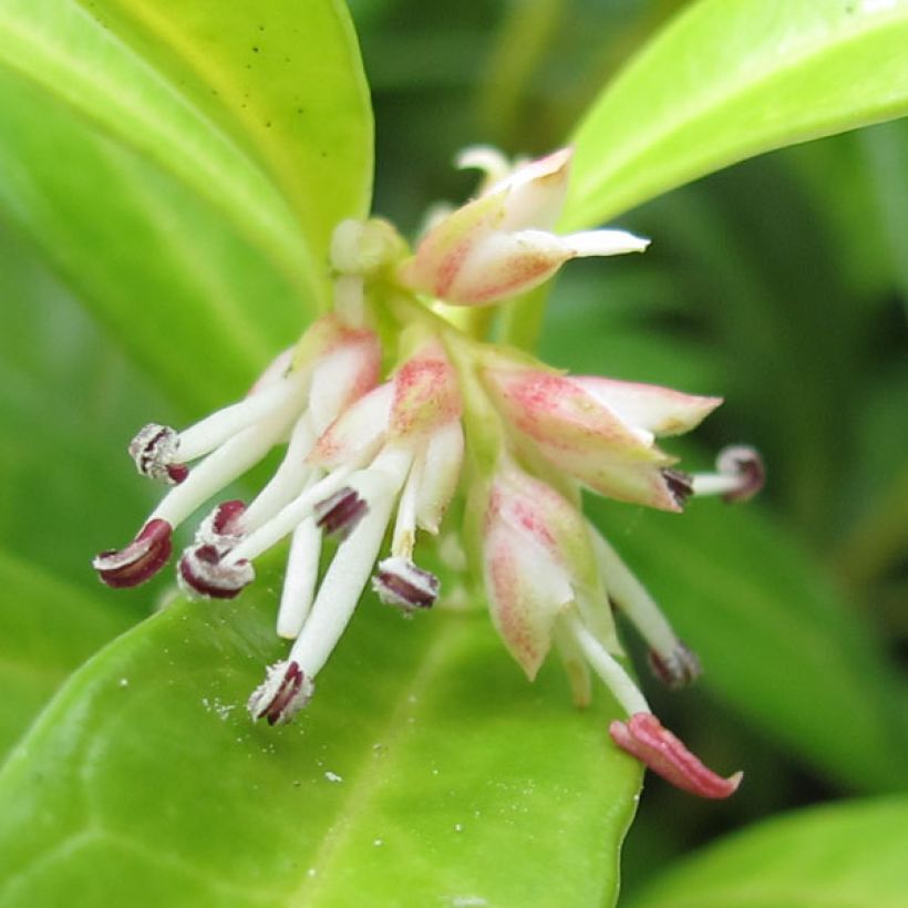 Sarcococca hookeriana var. humilis - Sarcococa (Floración)