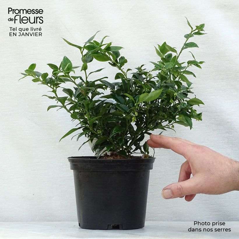 Sarcococca ruscifolia Maceta 2L/3L Ejemplar entregado en invierno