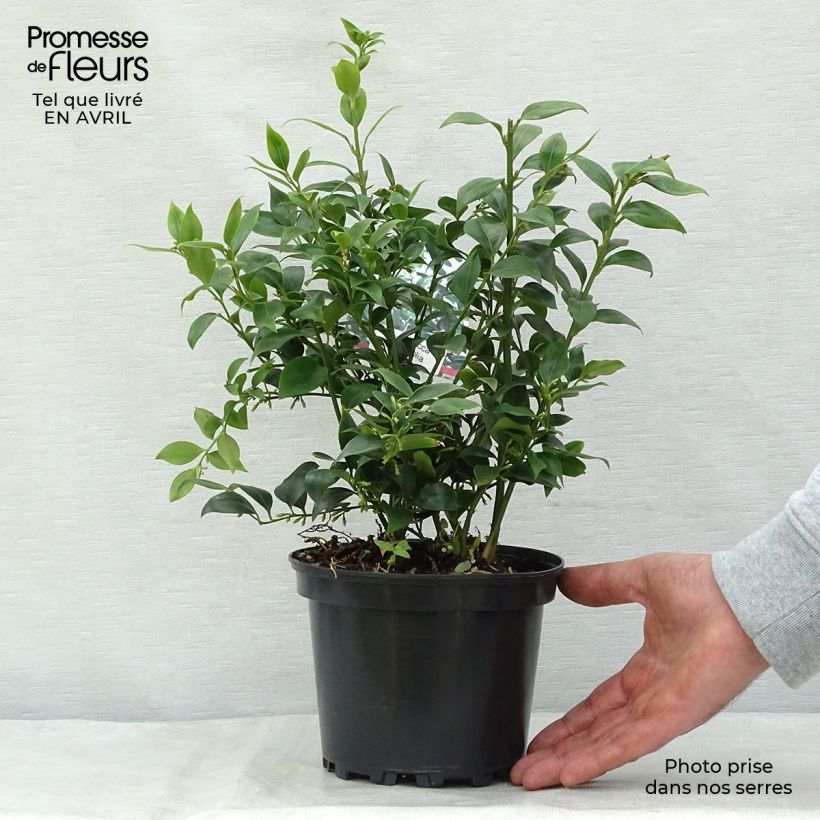 Sarcococca ruscifolia Maceta 2L/3L Ejemplar entregado en la primavera