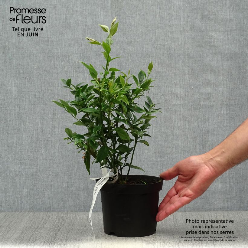 Ejemplar de Sarcococca ruscifolia Maceta 2L/3L entregado en verano