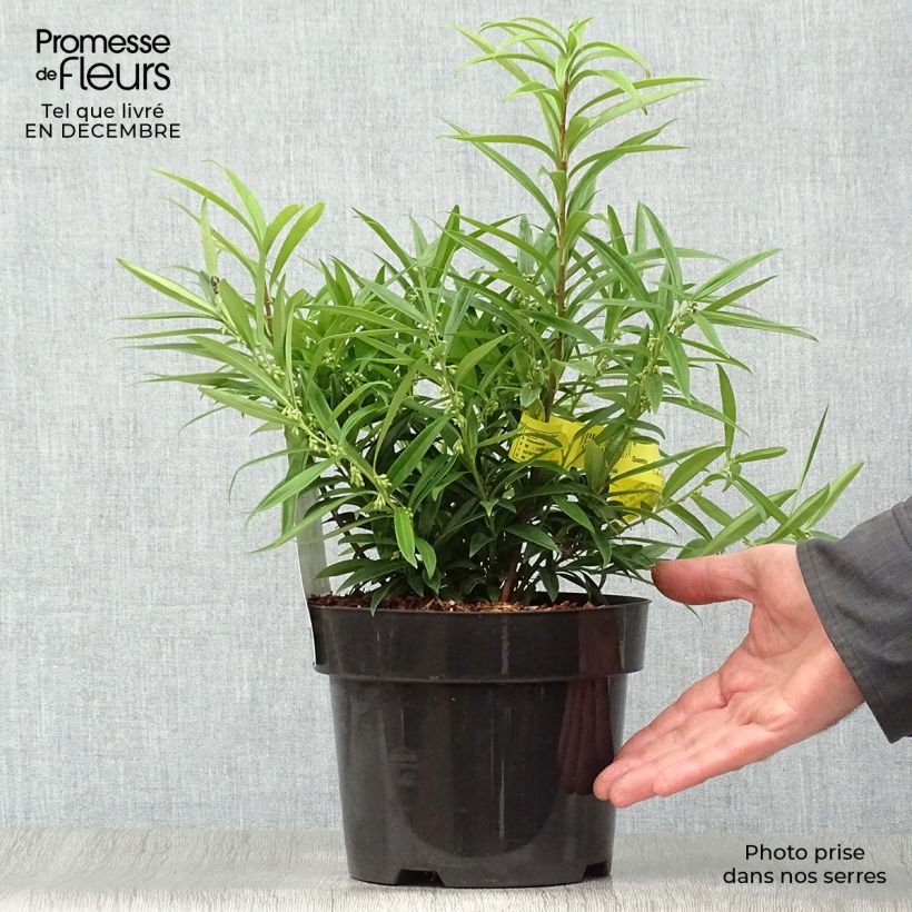 Sarcococca saligna Maceta 2L/3L Ejemplar entregado en invierno