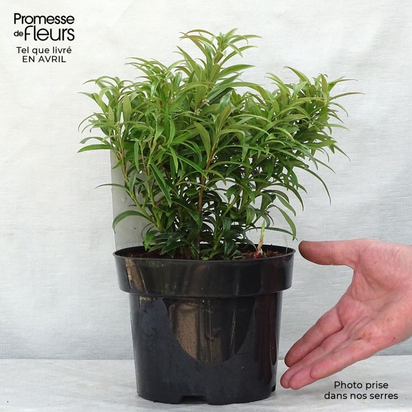 Sarcococca saligna Maceta 2L/3L Ejemplar entregado en la primavera