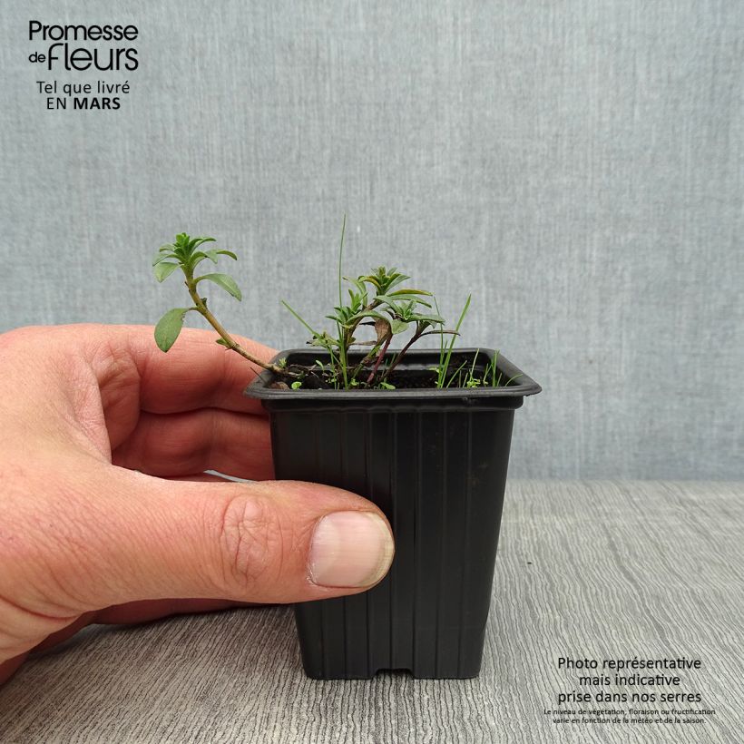 Ajedrea de montaña citriodora - Satureja montana Maceta de 8/9 cm Ejemplar entregado en la primavera