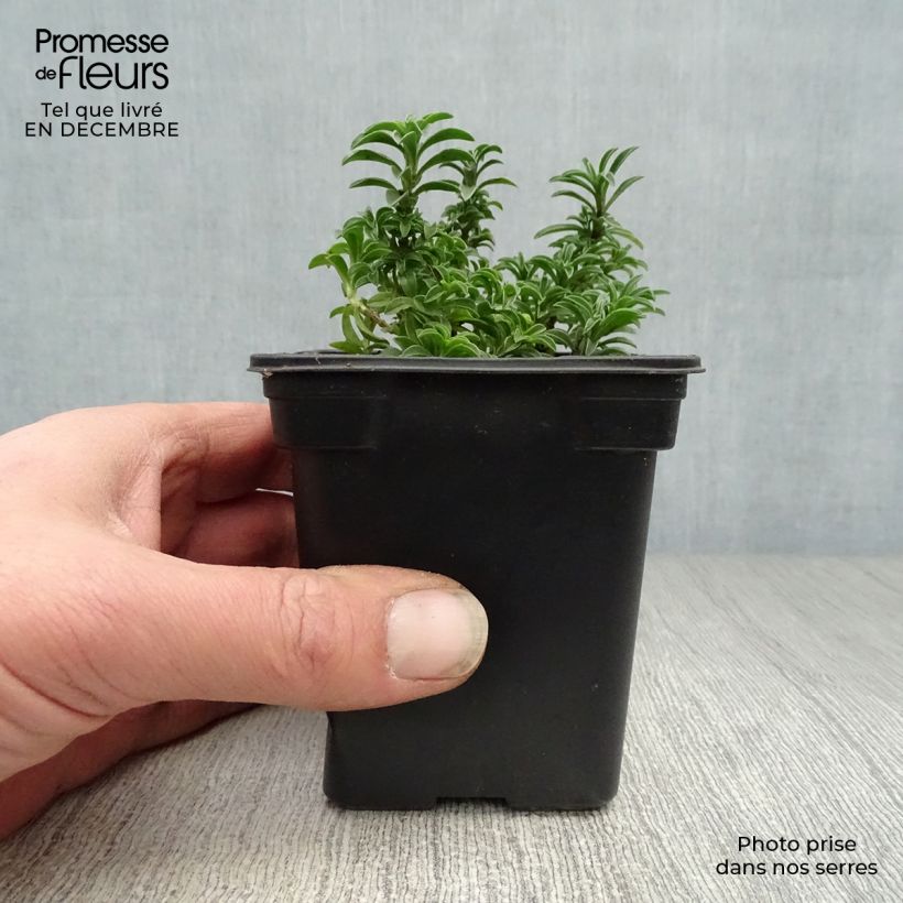 Ajedrea de montaña - Satureja montana Maceta de 7/8 cm Ejemplar entregado en invierno