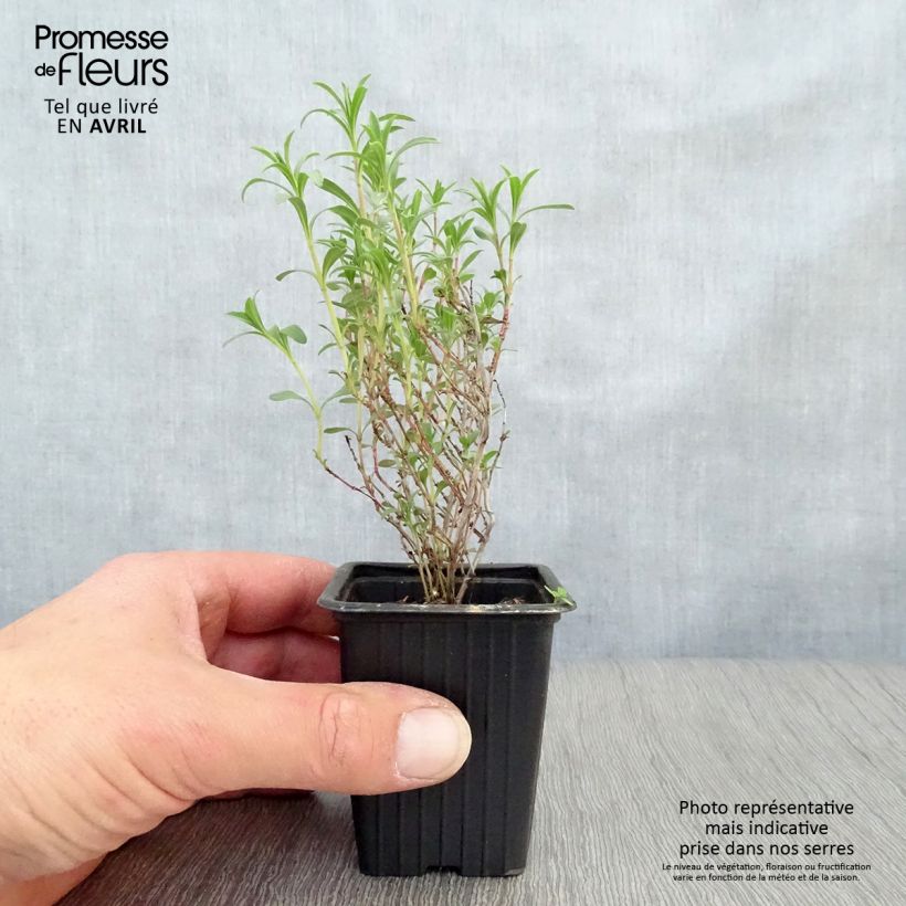 Ajedrea de montaña - Satureja montana Maceta de 7/8 cm Ejemplar entregado en la primavera