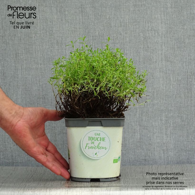 Ejemplar de Ajedrea de montaña Bio (plantas) - Satureja montana Maceta 1L/1,5L entregado en verano