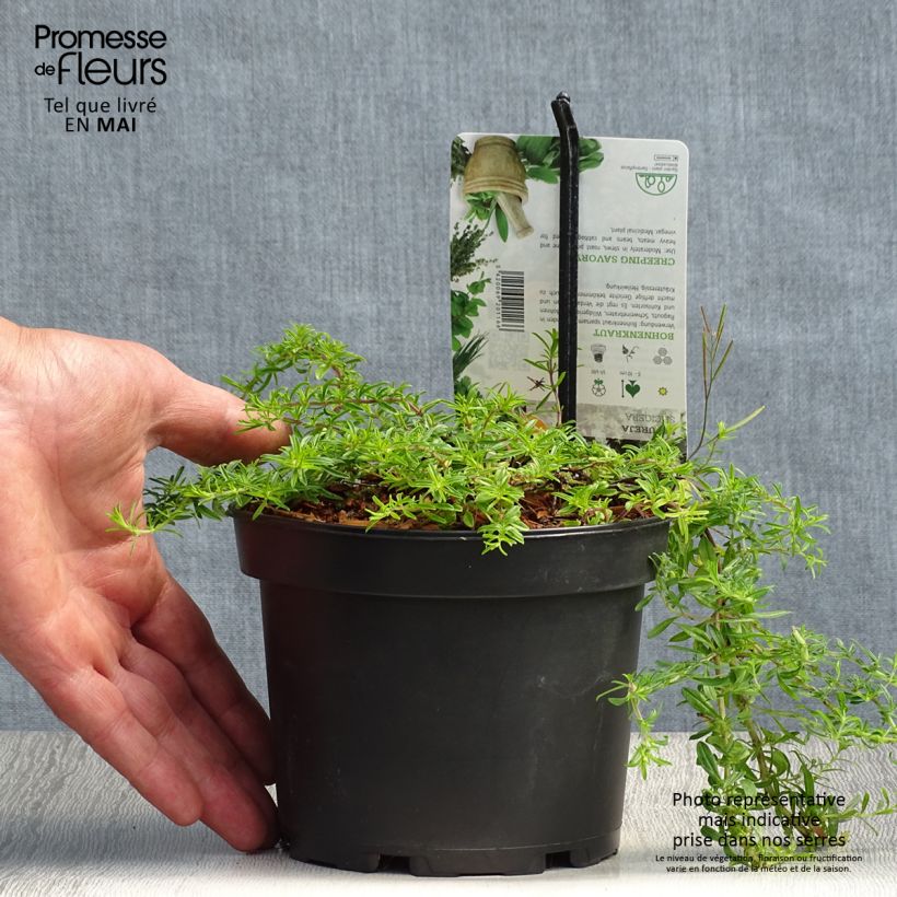 Ajedrea - Satureja spicigera Maceta 1,5L/2L Ejemplar entregado en la primavera