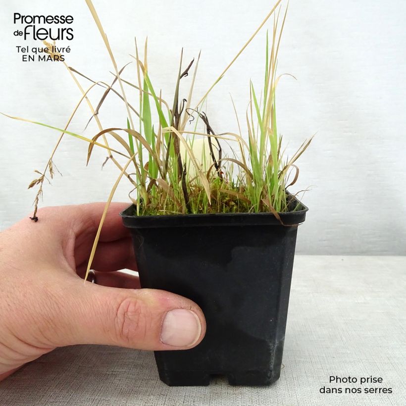 Saruma henryi Maceta de 8/9 cm Ejemplar entregado en la primavera