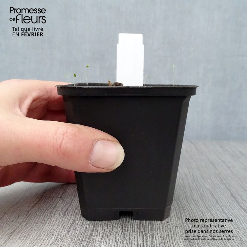 Saruma henryi Maceta de 8/9 cm Ejemplar entregado en invierno