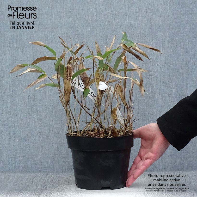 Sasa kurilensis - Bambú enano Maceta 2L/3L Ejemplar entregado en invierno