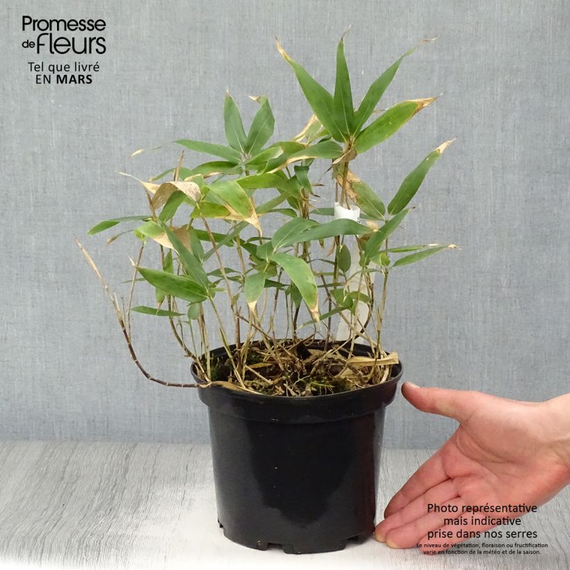 Sasa kurilensis - Bambú enano Maceta 2L/3L Ejemplar entregado en la primavera