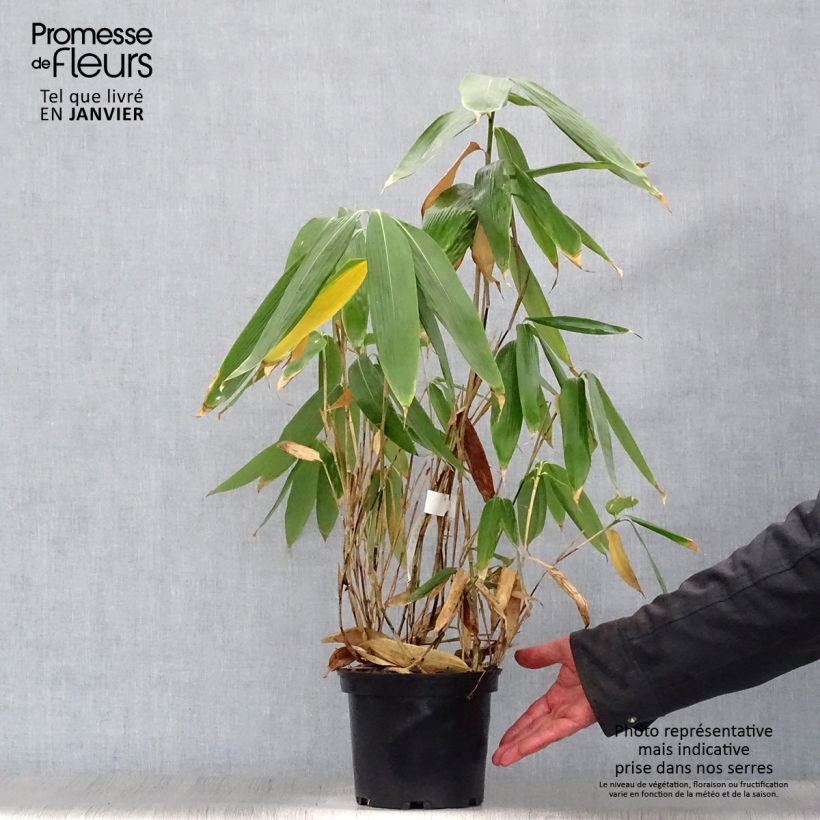 Sasa palmata Nebulosa - Bambú enano Maceta 2L/3L Ejemplar entregado en invierno