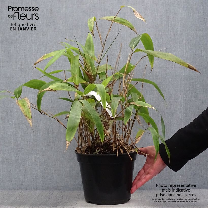 Sasa tessellata - Bambú enano Maceta 3L/4L Ejemplar entregado en invierno