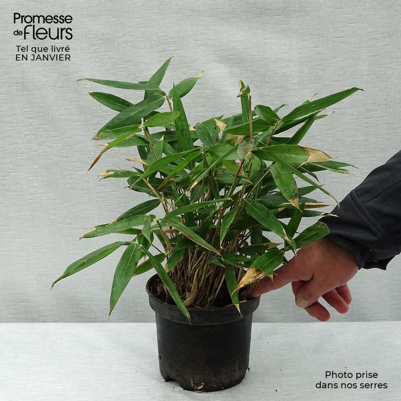 Sasa tsuboiana - Bambú enano Maceta 2L/3L Ejemplar entregado en invierno