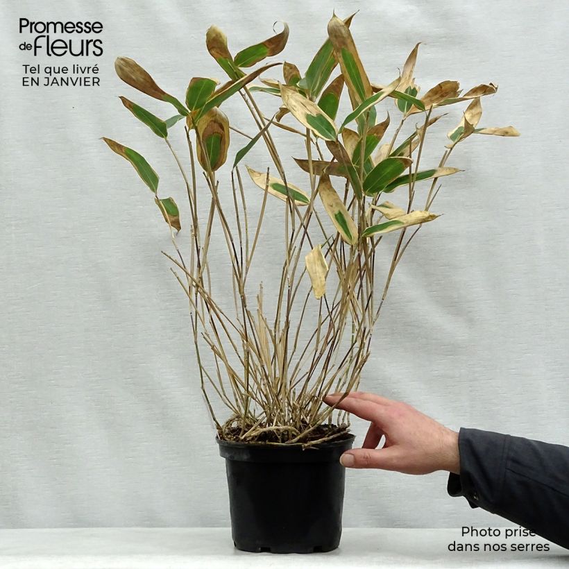 Sasa veitchii - Bambú enano Maceta 2L/3L Ejemplar entregado en invierno