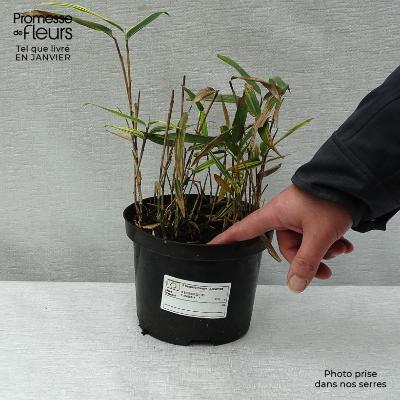 Sasaella masamuneana Albostriata - Bambú enano Maceta 2L/3L Ejemplar entregado en invierno