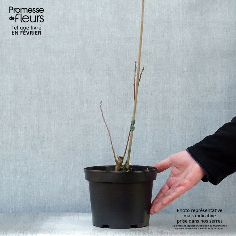 Sassafras albidum - Árbol del Sasafrás Maceta 3L/4L Ejemplar entregado en invierno