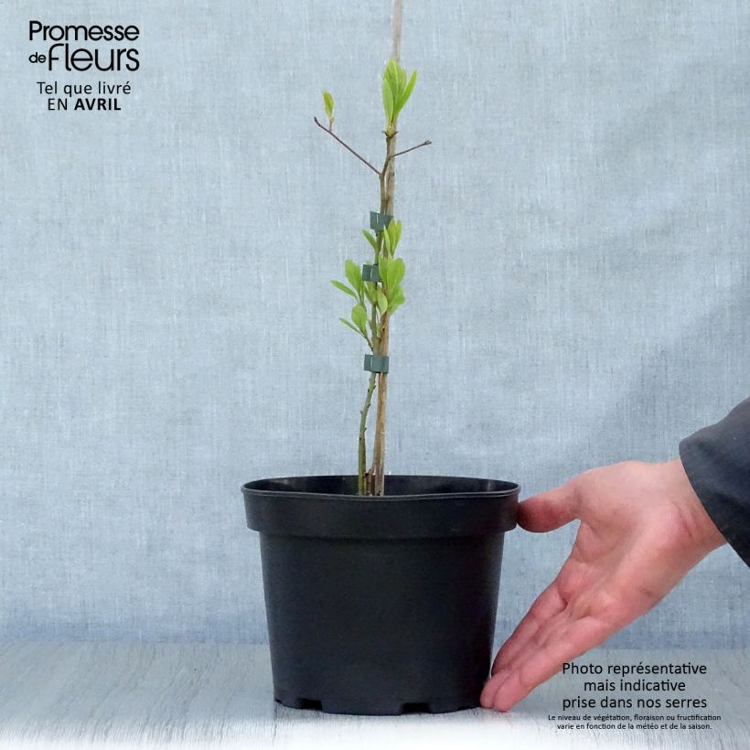 Sassafras albidum - Árbol del Sasafrás Maceta 3L/4L Ejemplar entregado en la primavera