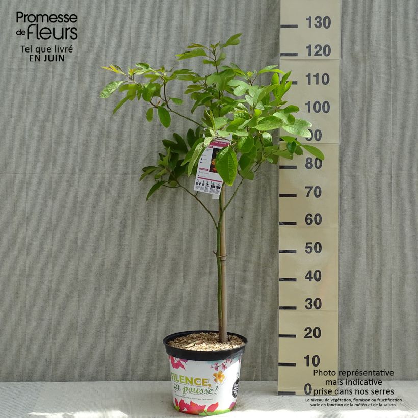 Sassafras albidum - Árbol del Sasafrás Maceta 7,5L/10L Ejemplar entregado en la primavera