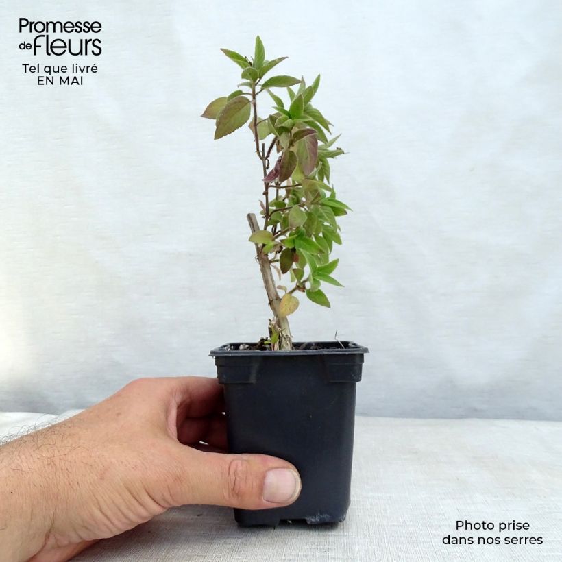 Salvia piña Ananas Maceta de 7/8 cm Ejemplar entregado en la primavera