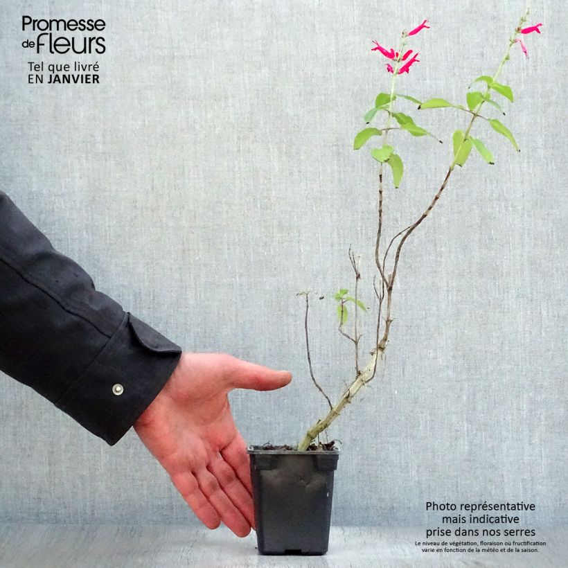 Salvia piña Ananas Maceta de 7/8 cm Ejemplar entregado en invierno