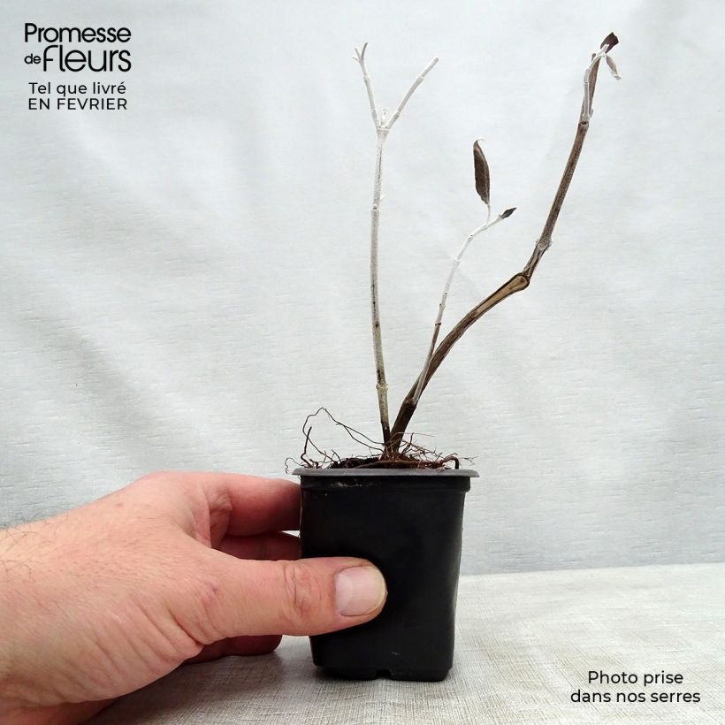 Salvia - Salvia discolor Maceta de 7/8 cm Ejemplar entregado en invierno