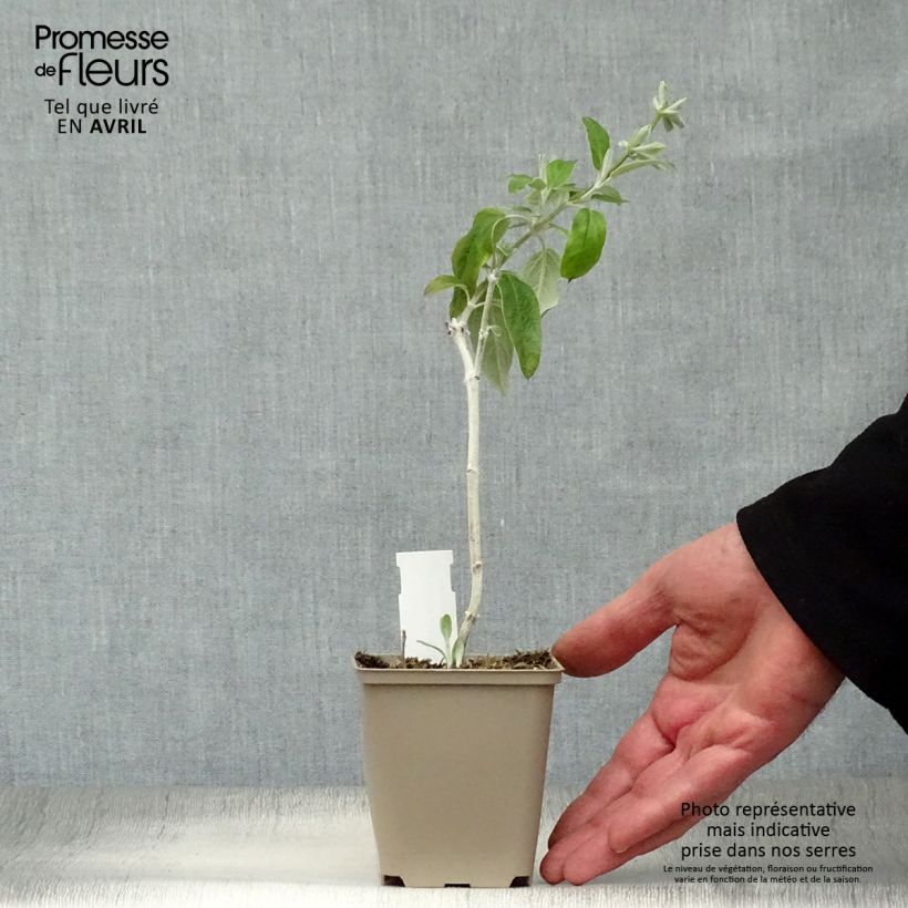 Salvia - Salvia discolor Maceta de 7/8 cm Ejemplar entregado en la primavera