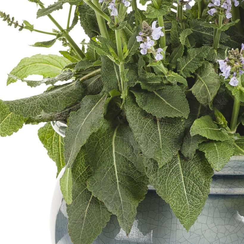 Salvia nemorosa Colorspires Crystal Blue (Follaje)