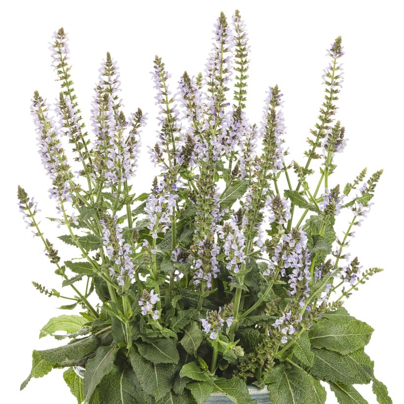 Salvia nemorosa Colorspires Crystal Blue (Floración)