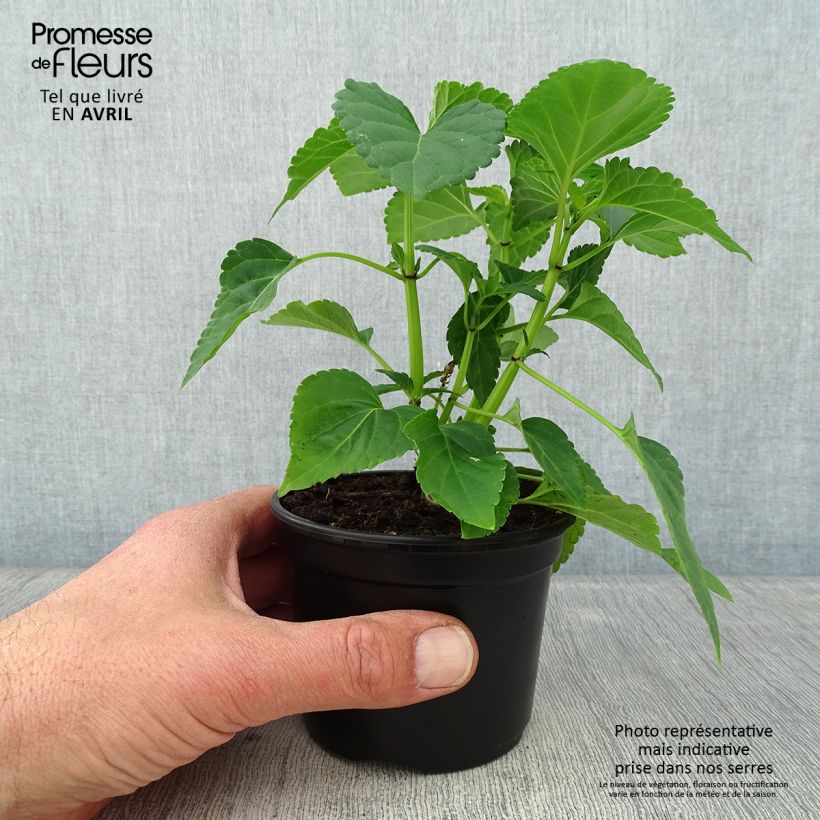 Salvia spendens Gogo Purple - Banderilla Maceta de 8/9 cm Ejemplar entregado en la primavera