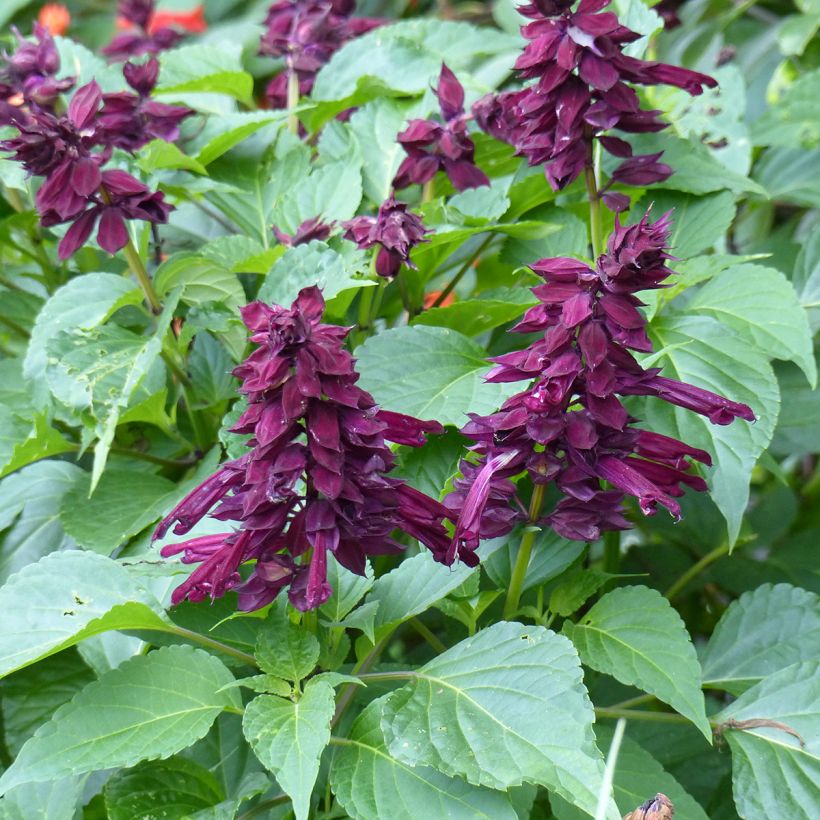 Salvia spendens Gogo Purple - Banderilla (Floración)