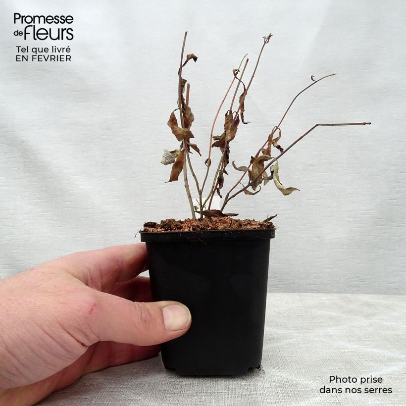 Salvia uliginosa African Skies - Salvia celeste Maceta de 8/9 cm Ejemplar entregado en invierno